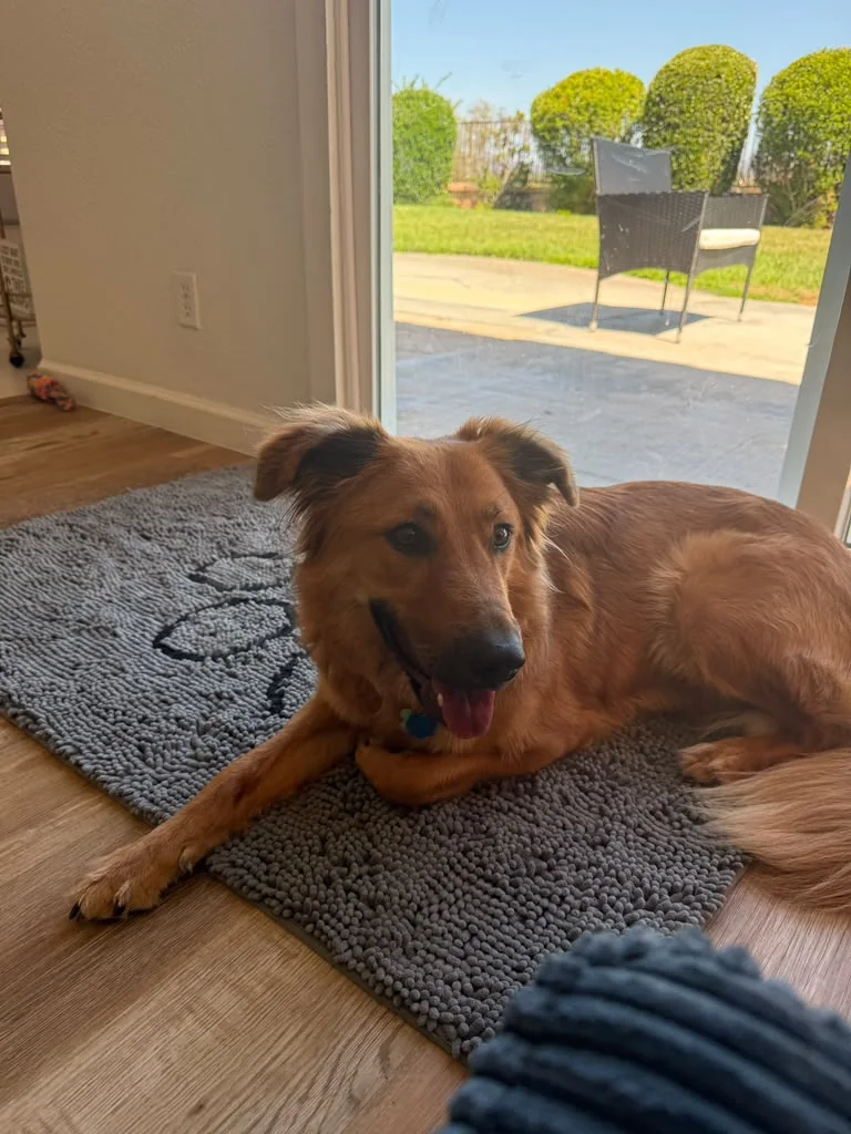 A boarding guest settled by the back door, Temecula, CA