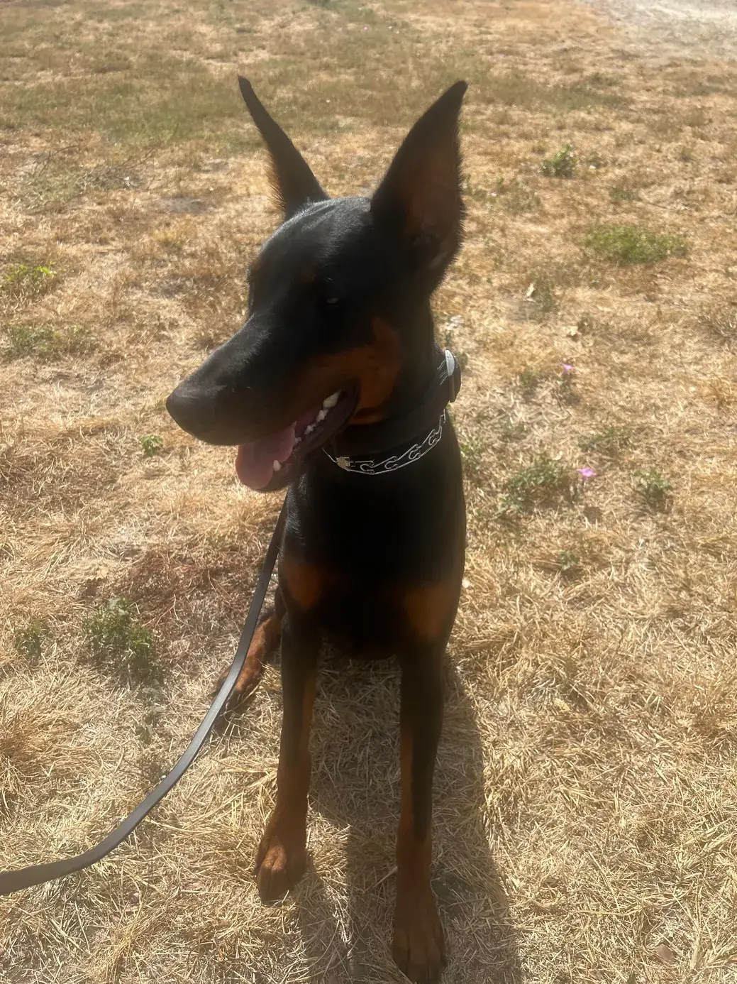 A Doberman holding a sit on a loose leash during an outdoor session with Axon K9 in Temecula, CA
