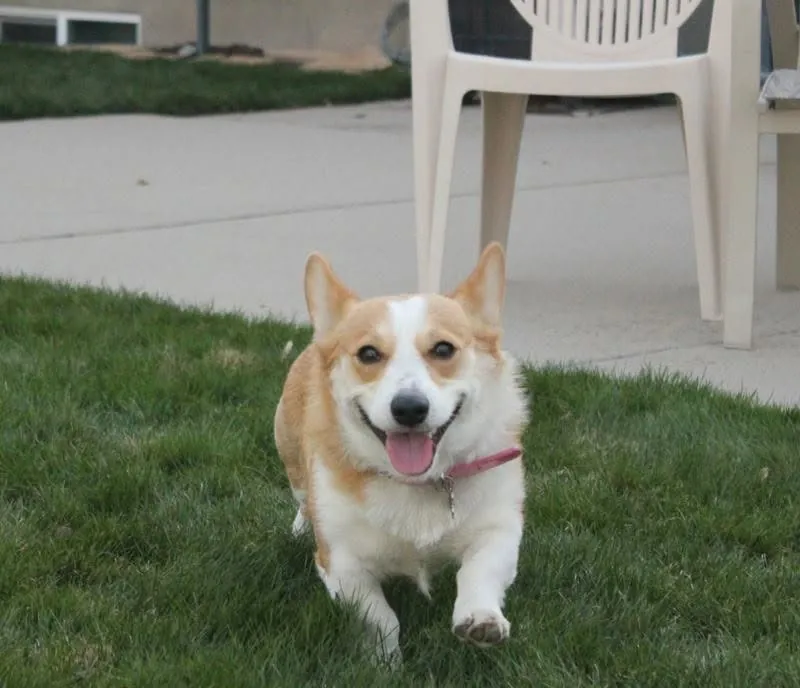 Nibbs, relaxed and settled after her Board and Train residency, Temecula, CA