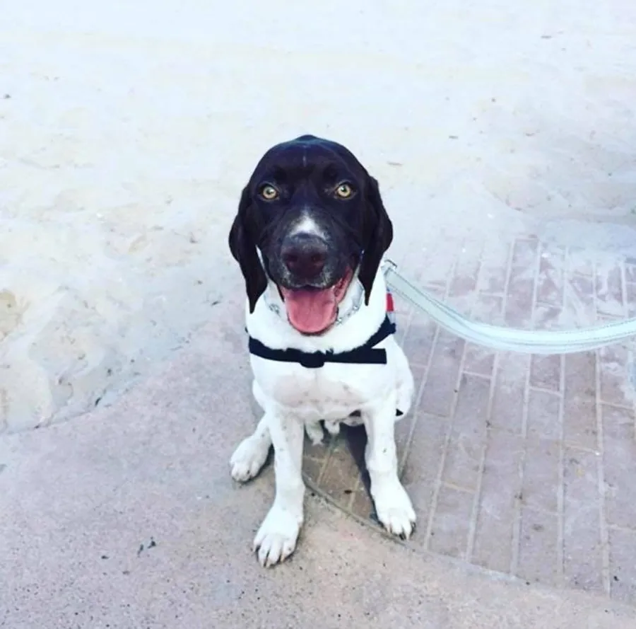 Handler coaching and leash work during a private lesson, Temecula, CA
