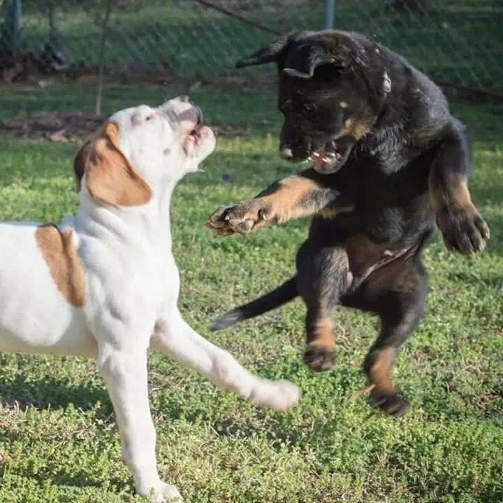 Structured puppy socialization with Axon K9, Temecula, CA