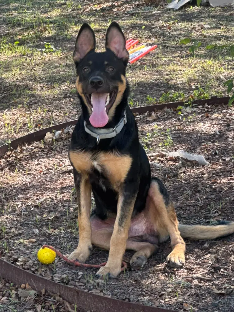 A shepherd mix holding a sit in the yard beside her ball, Axon K9 in Temecula, CA